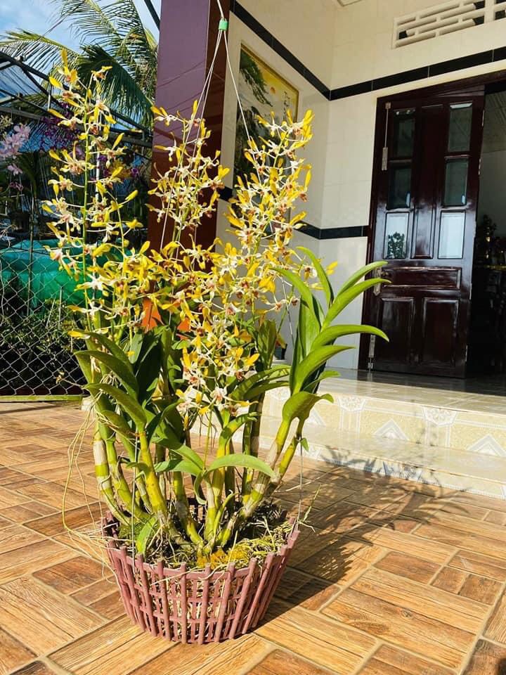 Denro nắng xưa tre vàng lưỡi đỏ thơm