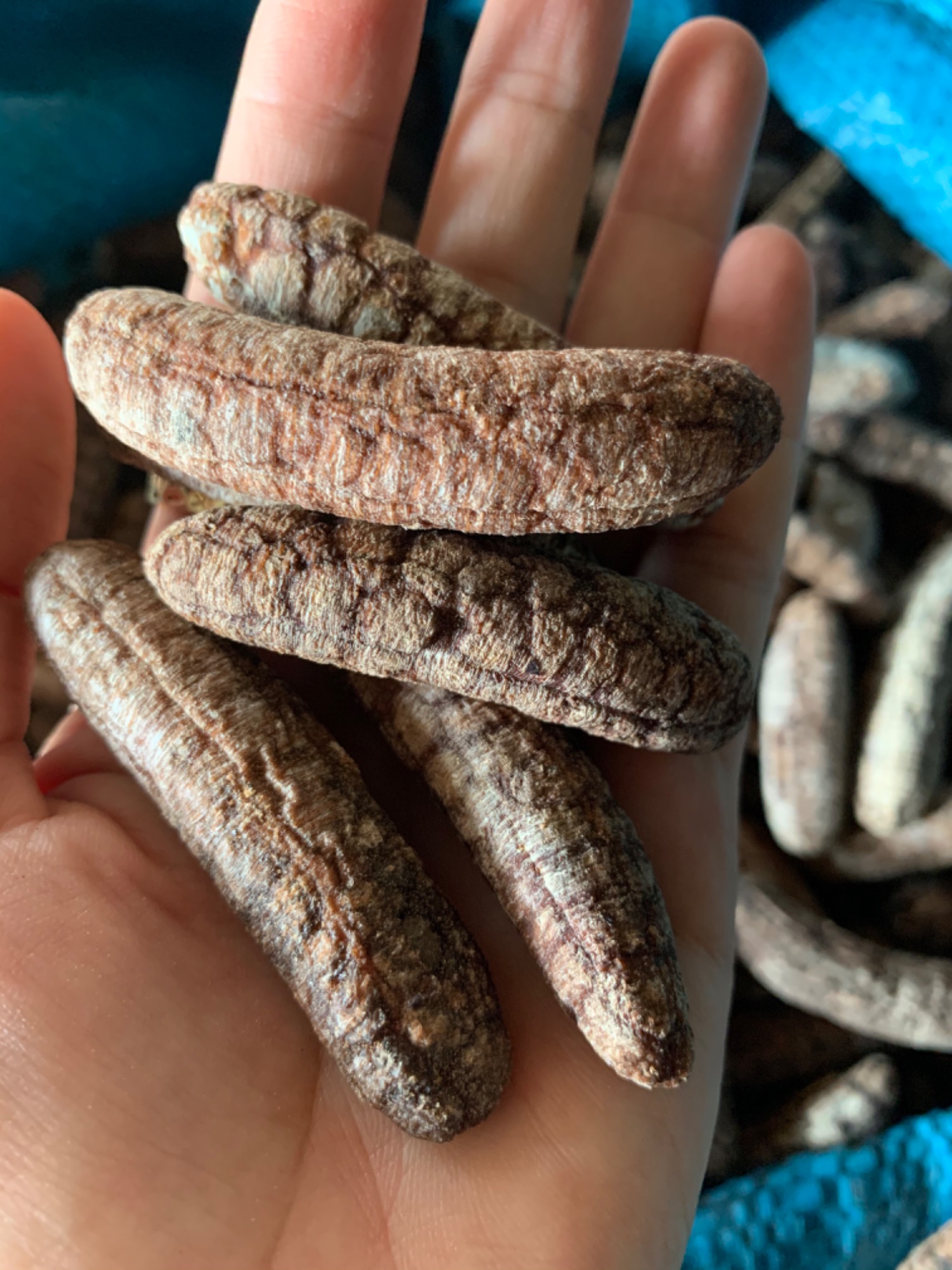 Chuối hột rừng