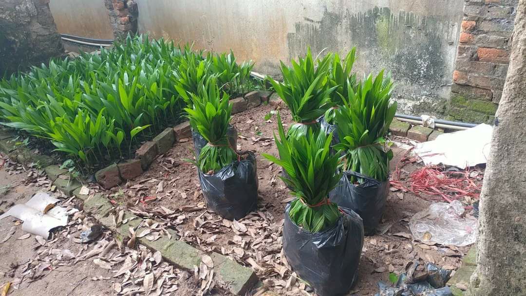 + combo 10 cây cau giống + tặng cây trè xanh