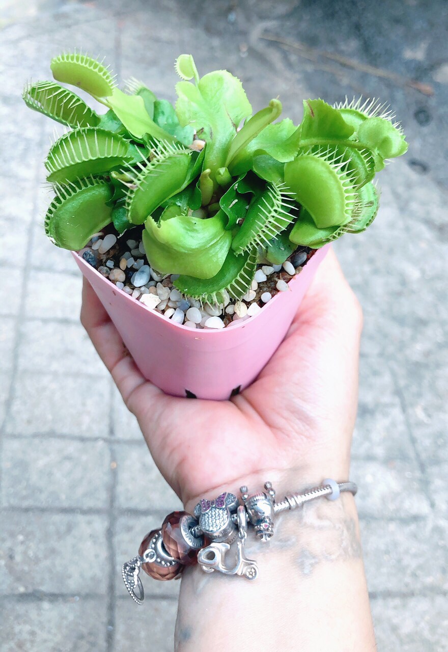 Cây bẫy kẹp