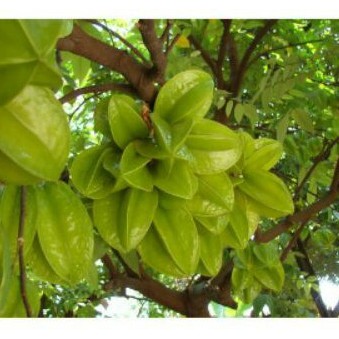 Cây khế chua GDFGDF