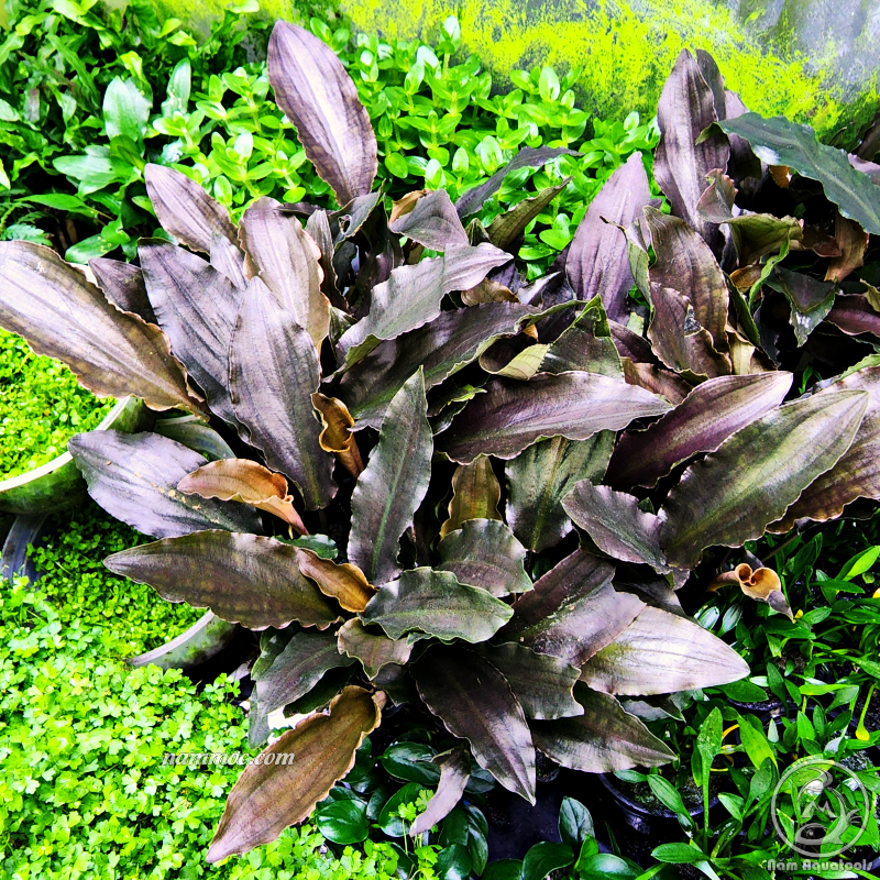 Cây Tiêu Thảo Đỏ (Lagenandra Meeboldii RED) | Cây Thuỷ Sinh Đẹp - Dễ Chăm Sóc