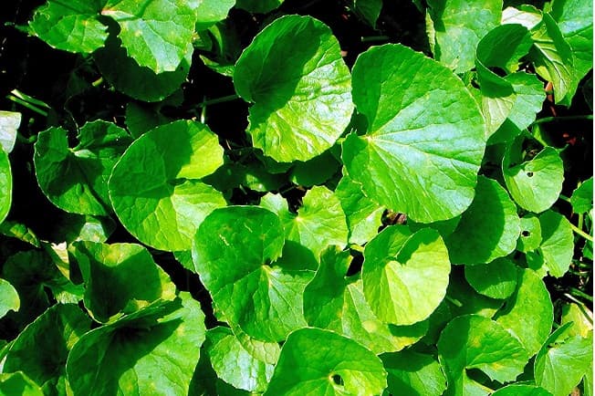 Hạt Giống Rau Má PN  - Gói 2g