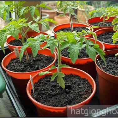Hạt giống cà chua đỏ khổng lồ - 1 gói 20 hạt