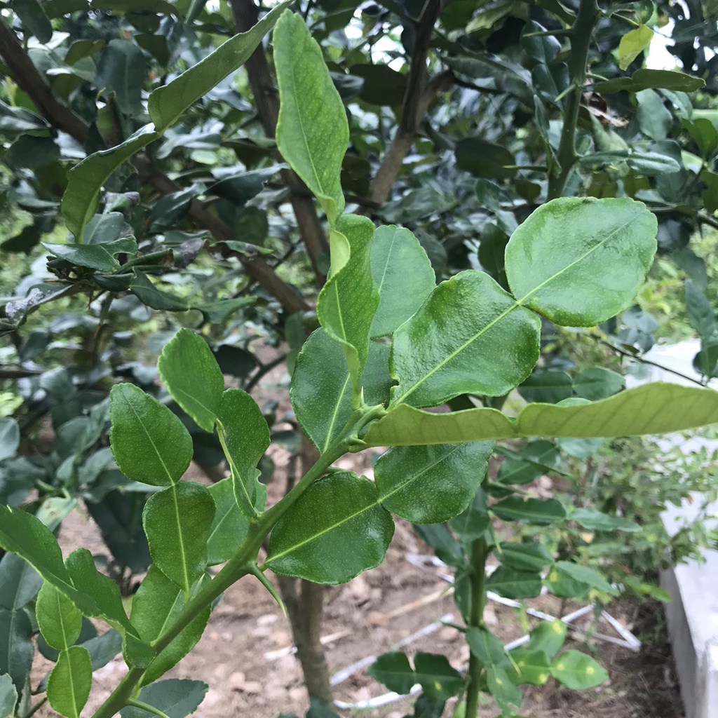 Lá Chúc (Lá Chanh Thái) ở An Giang dùng nấu gà 50g