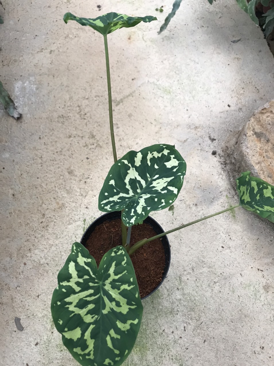 Cây môn lính- Alocasia Hilo beauty.