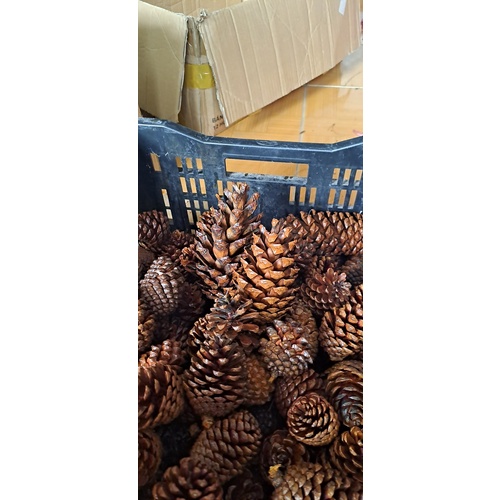 Quả Thông Tự nhiên có Sơn phủ Bóng ( set 40 quả)