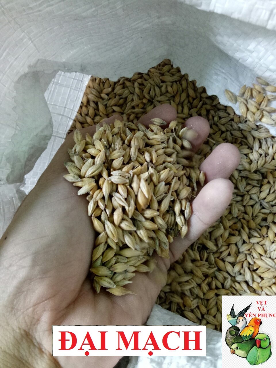 HẠT ĐẠI MẠCH CHO CHIM CẢNH, VẸT, HAMSTER