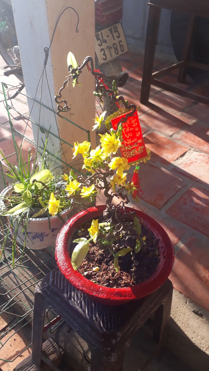 Mai Giảo tự xoắn
