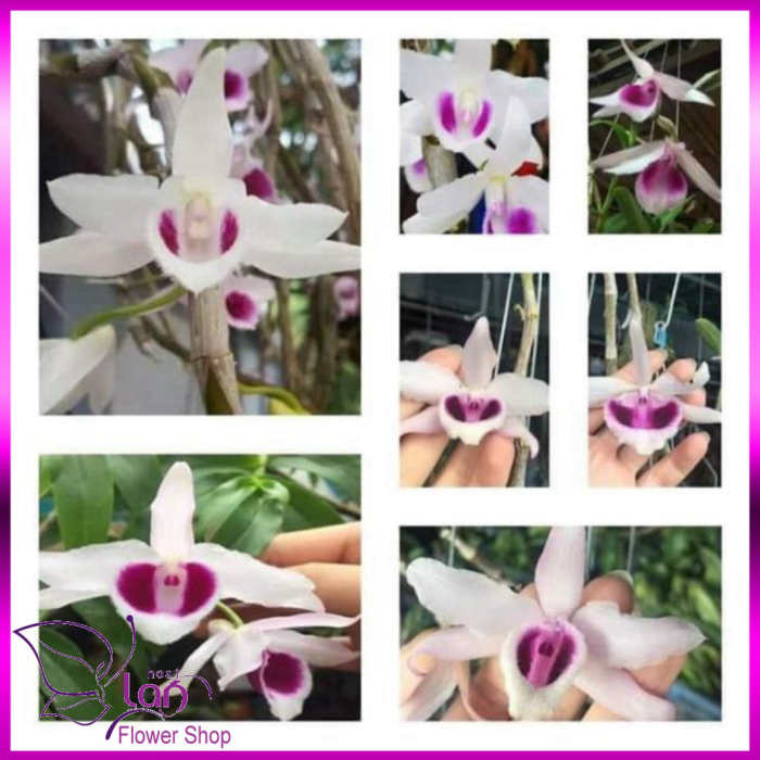 Phi điệp Phú Thọ gieo hạt