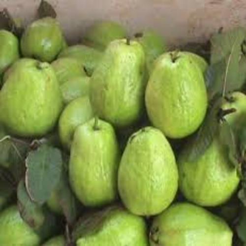 Cây giống ỔI NỮ HOÀNG, siêu sai quả, siêu ngon - cây giống hàng F1