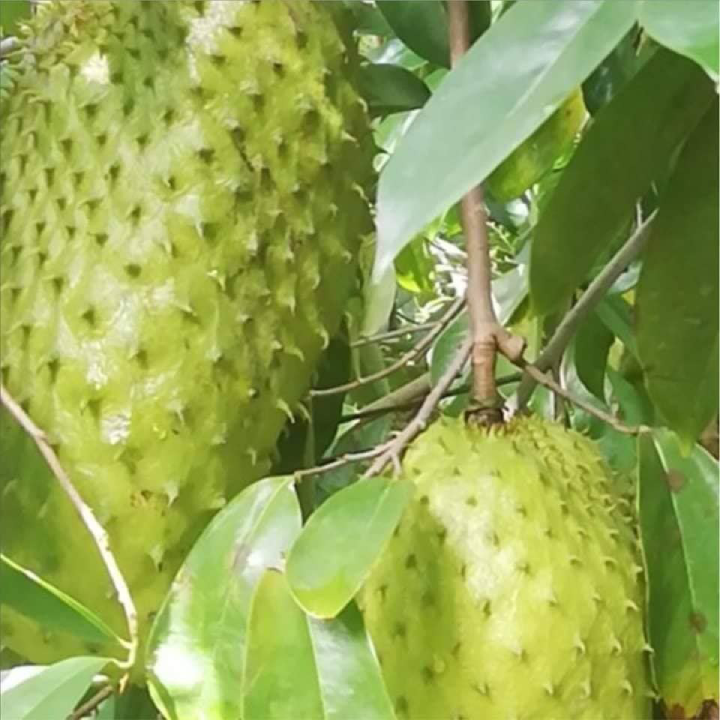 Trà mẵng cầu nhà làm - 1 Kg