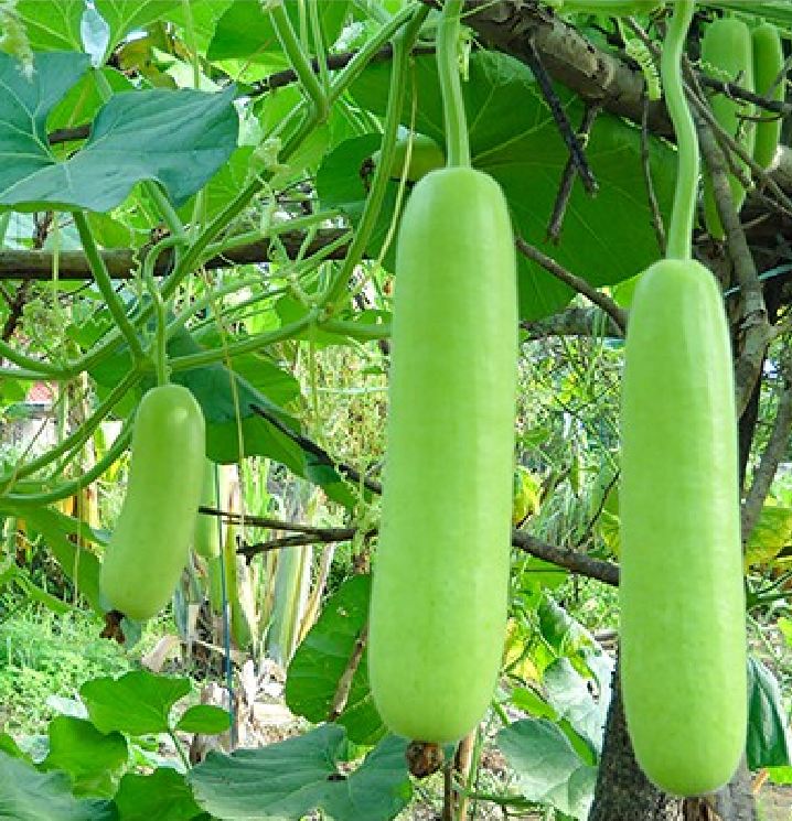 "Gói 10 Hạt " Hạt giống bầu lai siêu quả