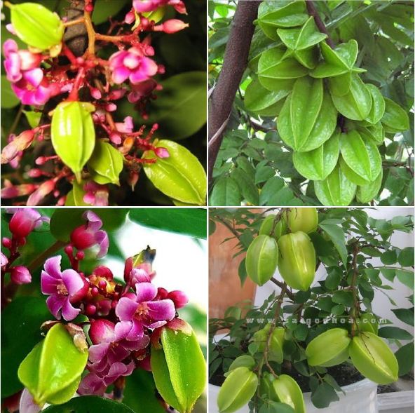 Hạt giống cây khế chua - 5 hạt/gói