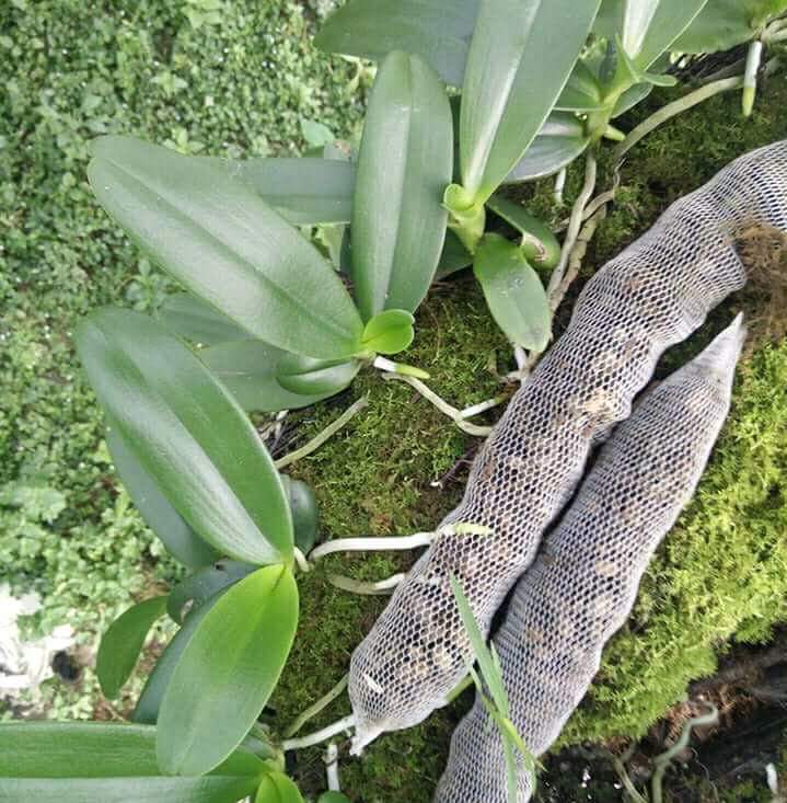10 túi Phân dê bón lan dài 20 cm