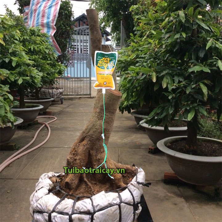 Túi dịch truyền cho cây 1 lít - T140