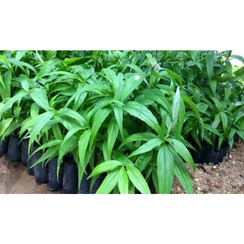 ☆☆ Cây bìm bịp / xương khỉ / mảnh cọng