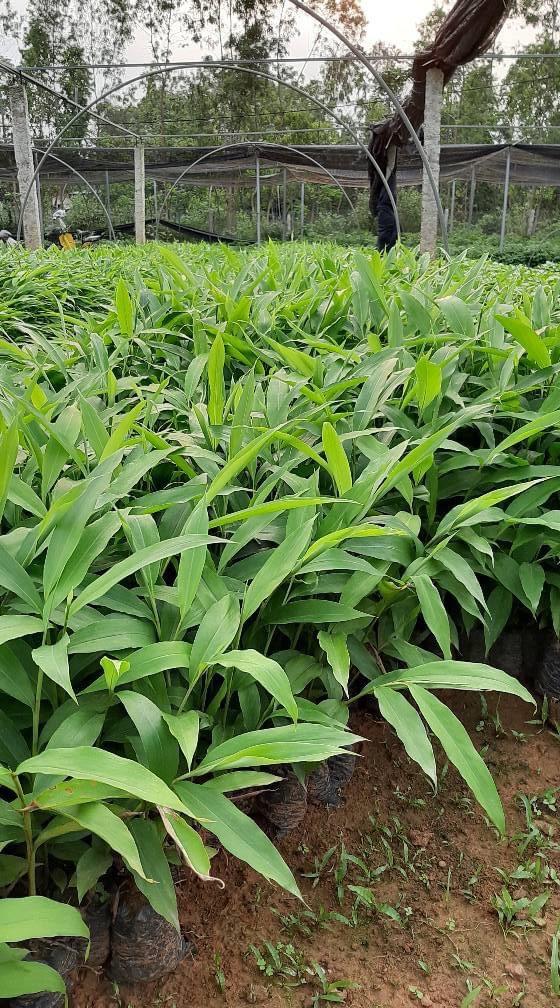 cây giống cây sa nhân tím lào cai