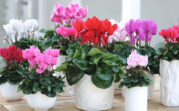 CHẬU HOA ANH THẢO SIÊU ĐẸP ,ĐỦ MÀU HOA