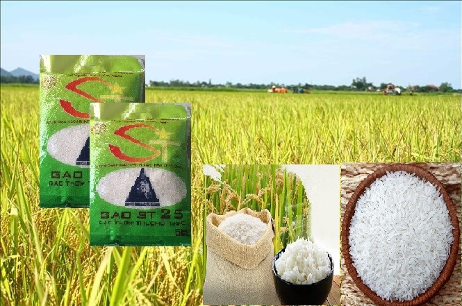 Gạo ST25 đặc sản Sóc Trăng Túi (5kg)