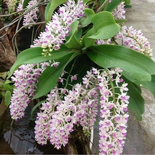 Nghinh xuân rừng Buôn Đôn thuần ra rễ