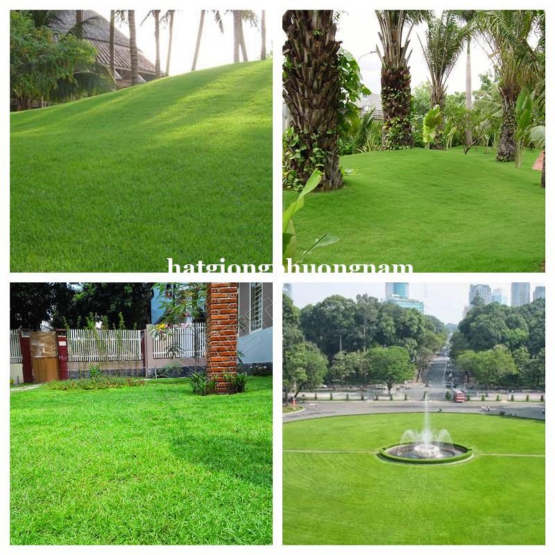 Hạt giống có nhung Nhật 10gr