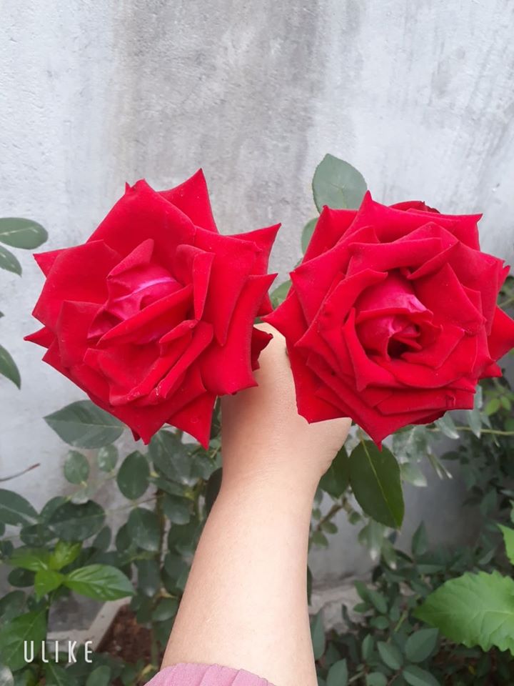 10 gốc hồng ngoại đủ màu
