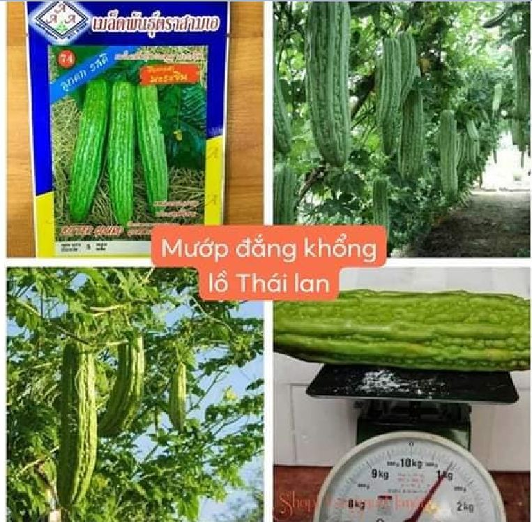 Hạt giống khổ qua khổng lồ (mướp đắng) Thái Lan 5 hạt - VTNT