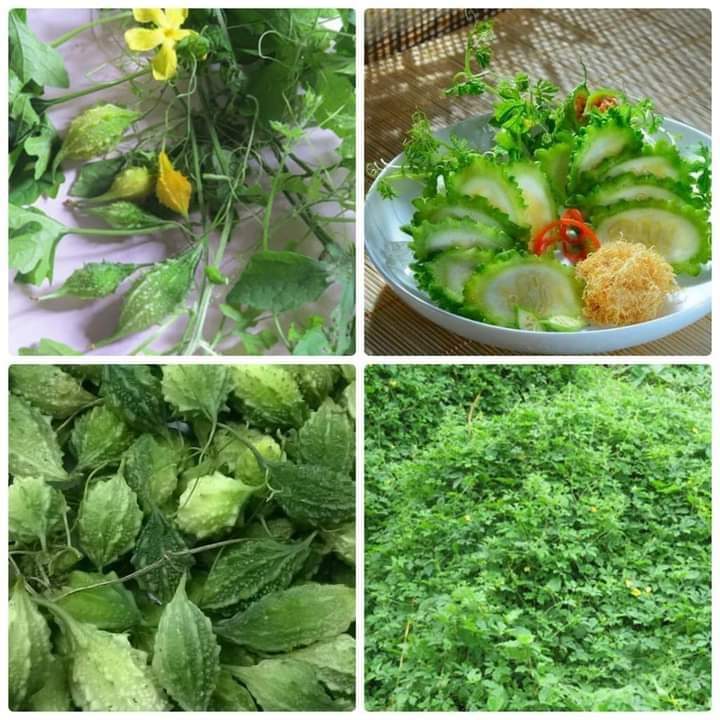 Hạt giống khổ qua rừng