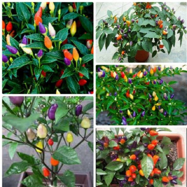 CHẬU CÂY ỚT NGŨ SẮC QUẢ SIÊU ĐẸP