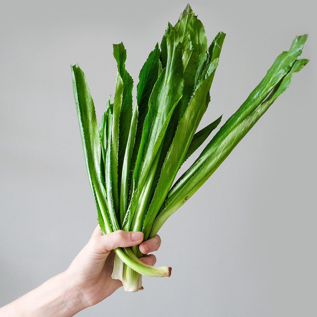 🌱Hạt Giống Rau Ngò Gai🌱 (Chịu Sâu Bệnh, Nảy mầm cao, Thơm ngon) - 5gr/gói