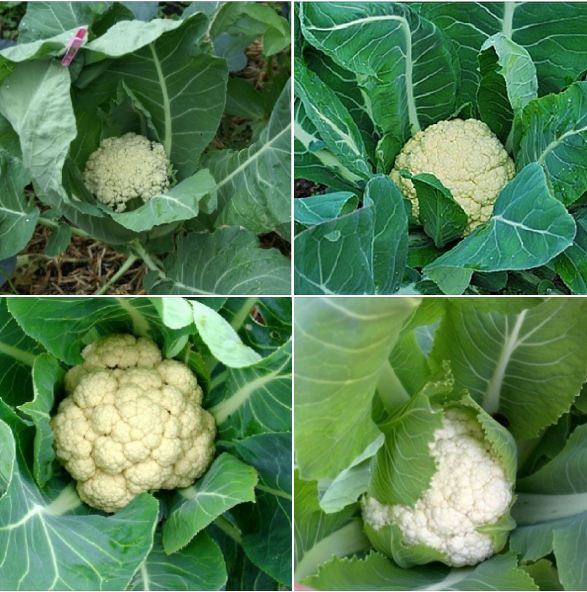 Hạt giống súp lơ trắng,bông cải trắng -gói 0.2gram