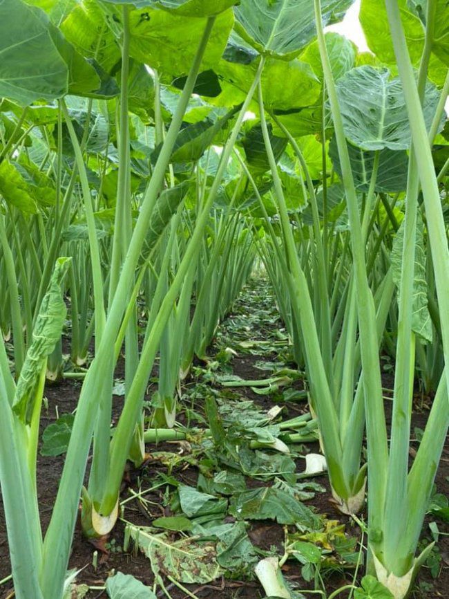 Cây bạc hà nấu canh chua (cây dọc mùng)