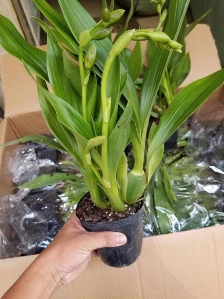 LAN VŨ NỮ CÁ MẬP, chậu trưởng thành, hoa từ tháng 8 tới tết, nở hoa 3 lần liên tiếp