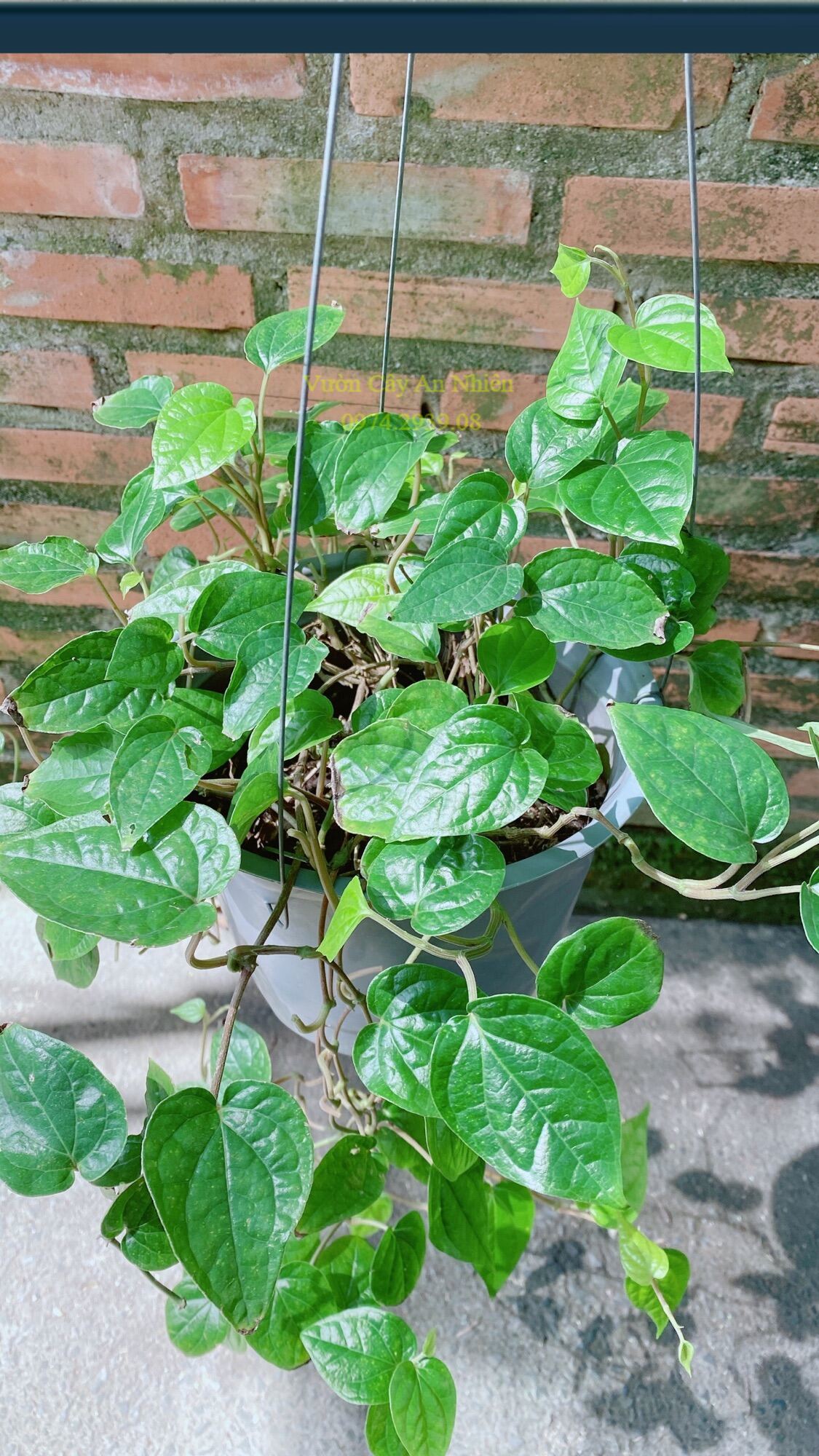 Cây Trầu Không