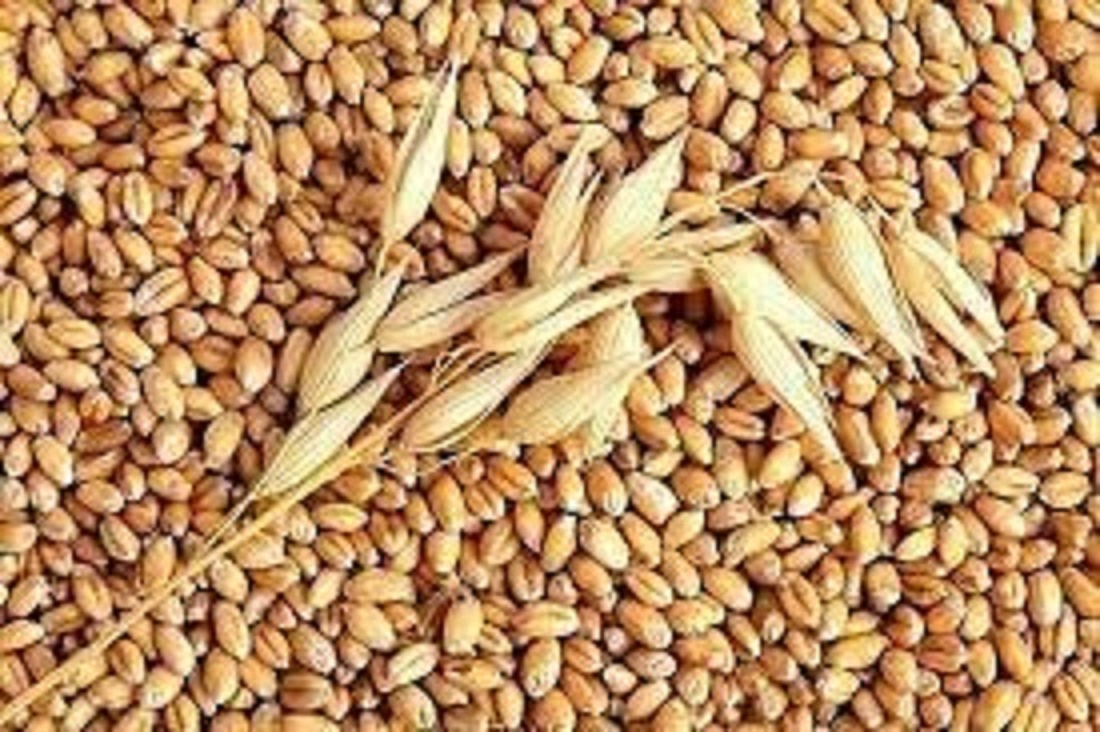 Gói 50gr.Hạt giống cỏ lúa mì ,lúa mạch dể trồng-(nãy mầm tốt ,dinh dưỡng cao)
