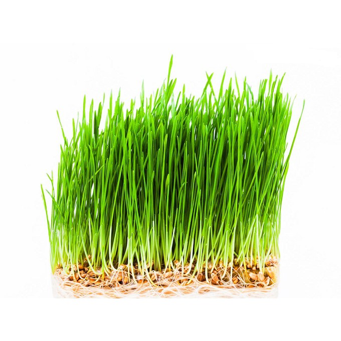 Hạt giống cỏ lúa mì hữu cơ Sottolestelle