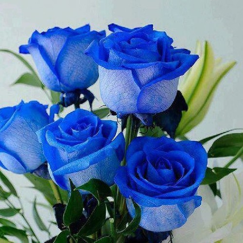 Hạt Giống Hoa Hồng Xanh - 10 Hạt