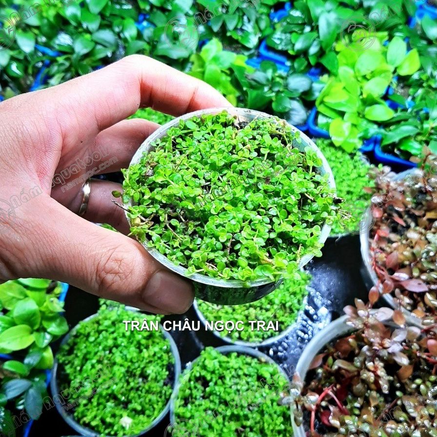 Cây Trân Châu Ngọc Trai - Cây thuỷ sinh tiền cảnh