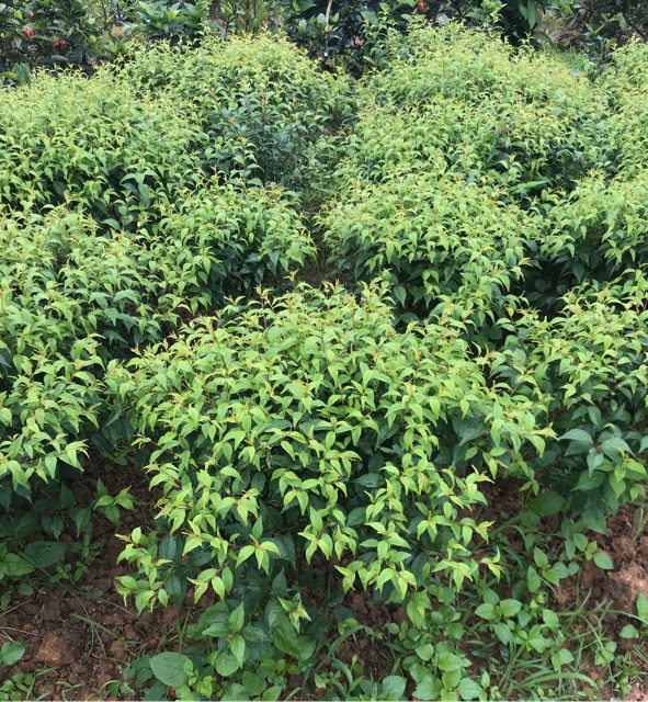 (xả kho đón tết) Cây nhất chi mai(mai trắng)