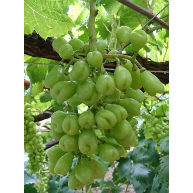 Cây Nho Mẫu Đơn Nhật Shine Muscat ( giống đã thuần )