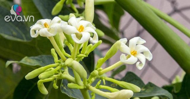 Hạt giống cây đu đủ đực - 1 gói 20 hạt