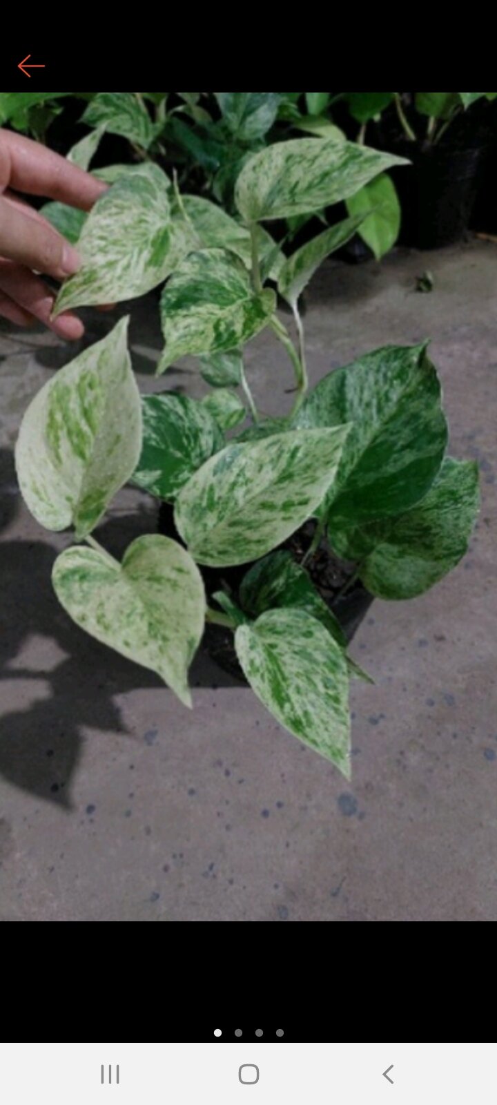 trầu bà sữa