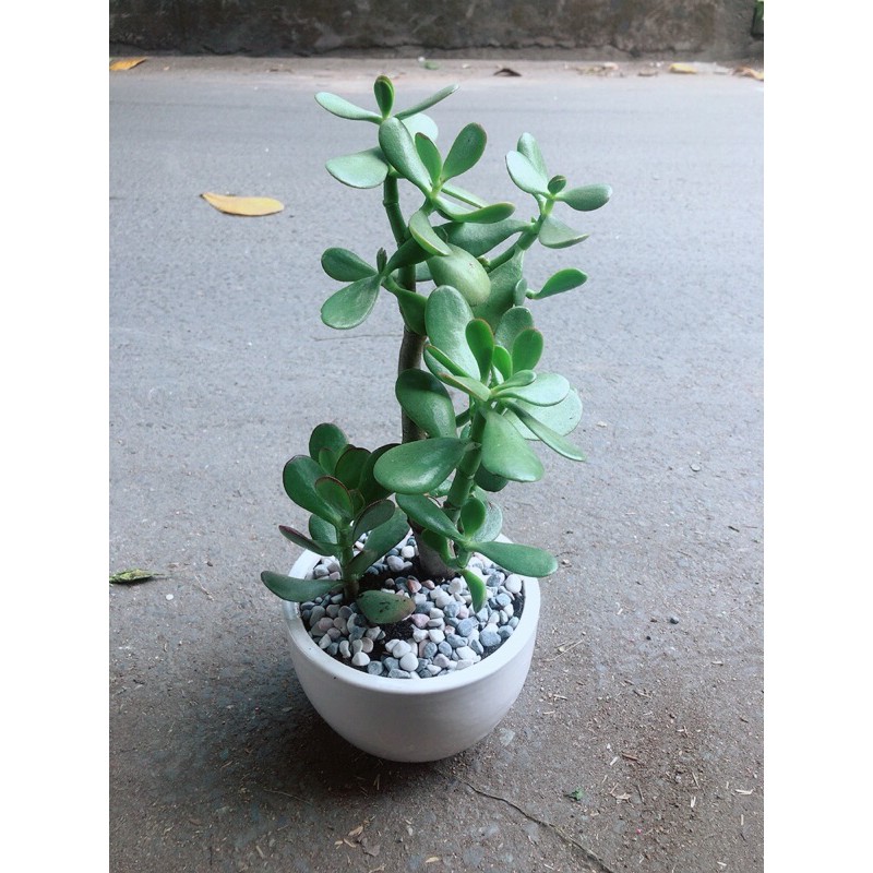 [HCM]Chậu Cây Ngọc Bích