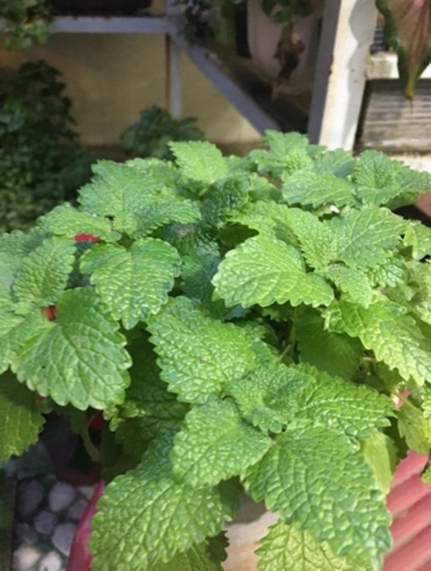 Hạt giống bạc hà peppermint