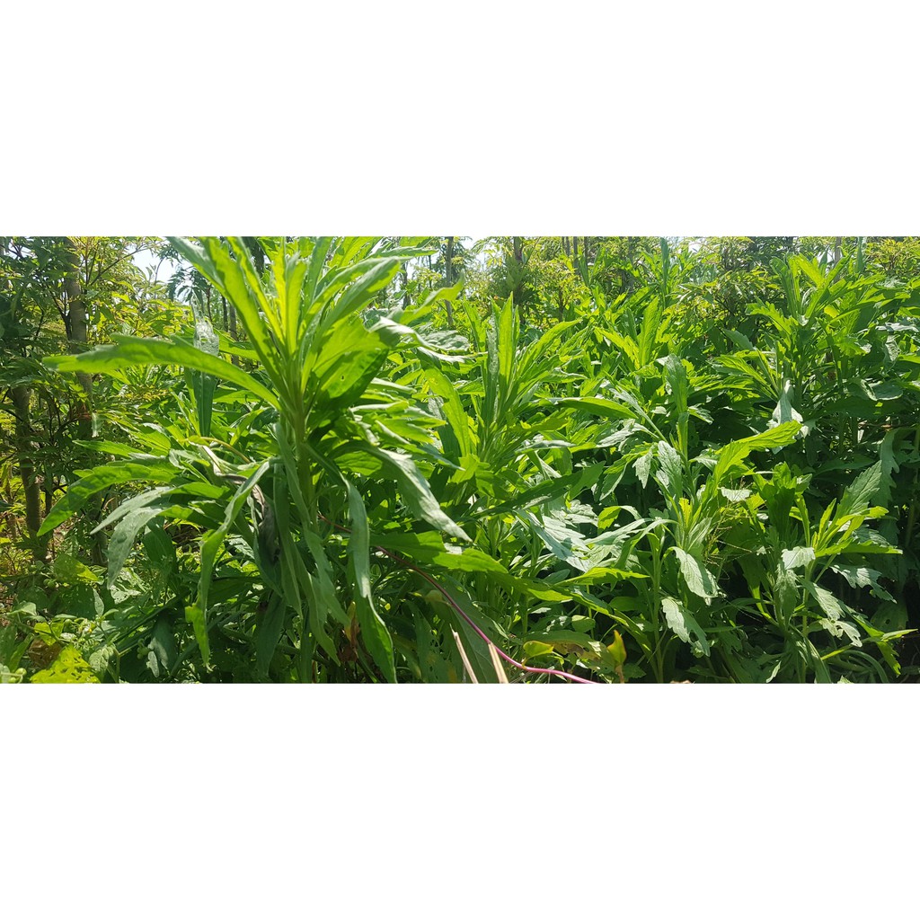 Cây Ngải Dại - cây giống (5 cây)