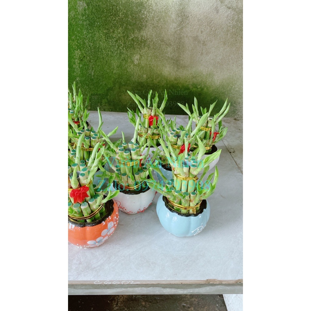 Chậu Cây Trúc Phát Tài