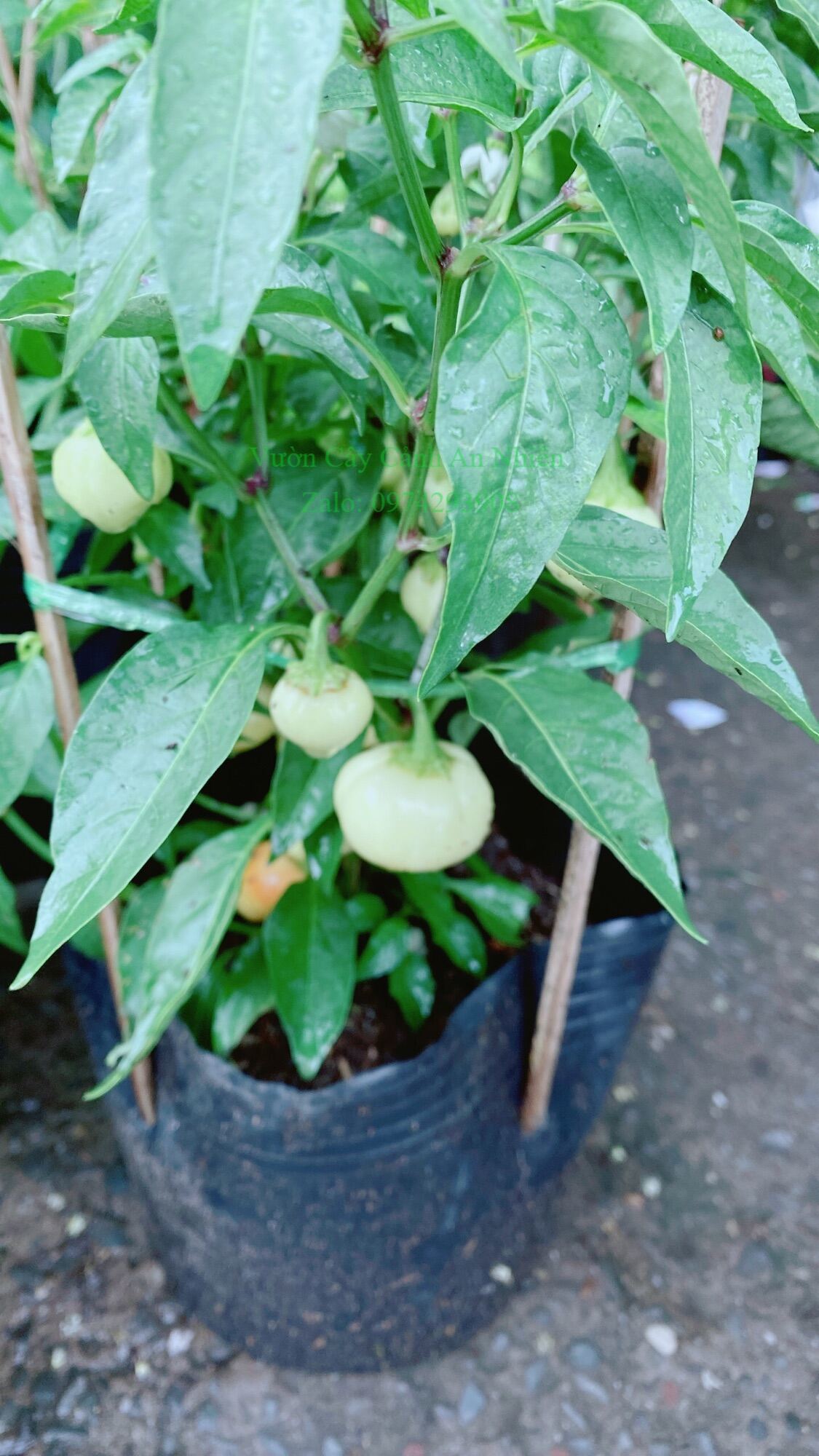 Cây Ớt Cà