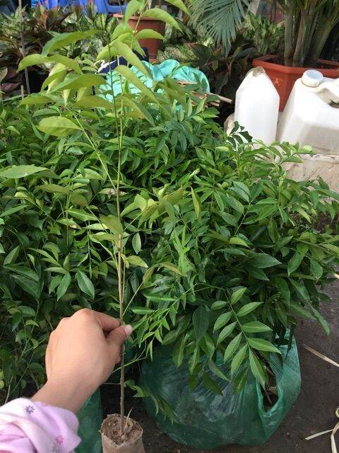 Cây móc mật ăn lá (cây tốt) (chuẩn giống chất)