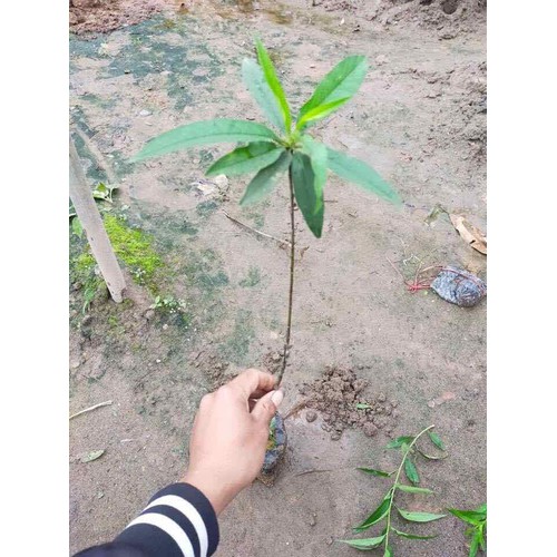 CÂY GIỐNG CÂY ĐÀO TIÊN (ĐÀO TRƯƠNG SINH), CAM KẾT CHUẨN GIỐNG